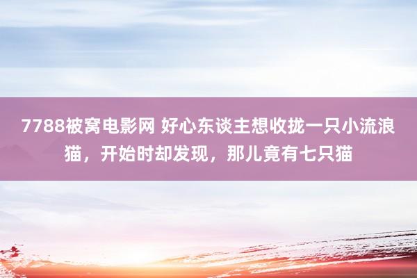 7788被窝电影网 好心东谈主想收拢一只小流浪猫，开始时却发现，那儿竟有七只猫