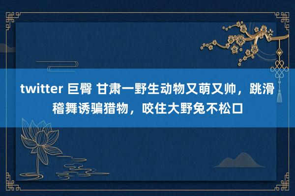 twitter 巨臀 甘肃一野生动物又萌又帅，跳滑稽舞诱骗猎物，咬住大野兔不松口